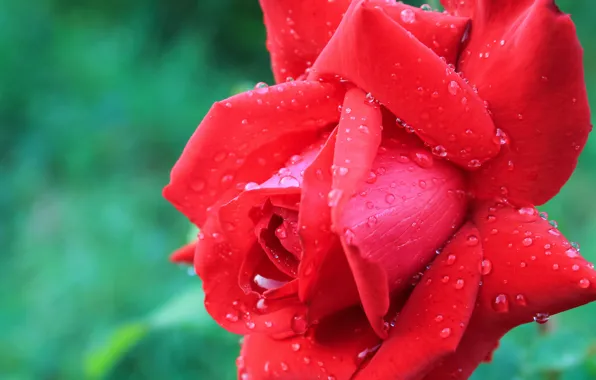 Picture flower, red, Rose, raindrops