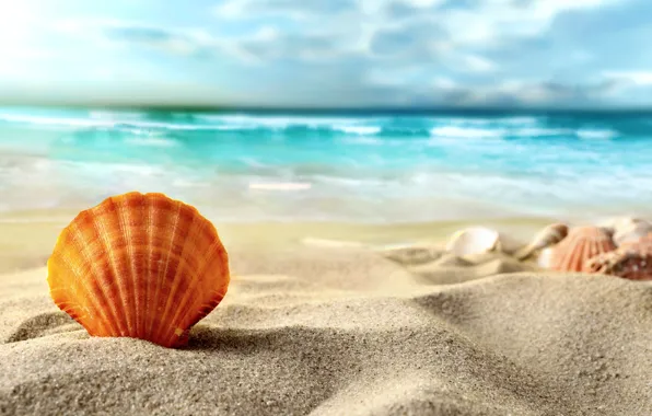 Picture sand, sea, beach, shell, summer, beach, sea, sand, shell