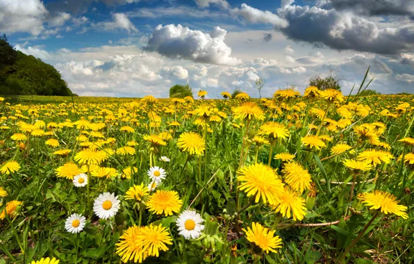 Picture field, the sky, flowers, spring, meadow, dandelions, nature