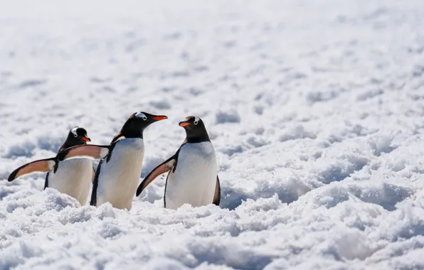 Picture wildlife, Antarctica, penguins