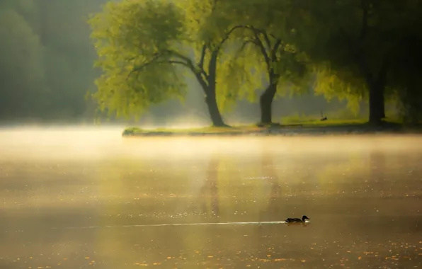 Picture fog, river, morning, duck