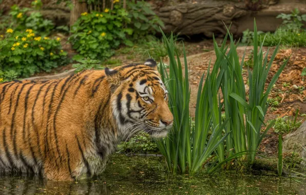 Picture tiger, pond, predator, bathing, wild cat
