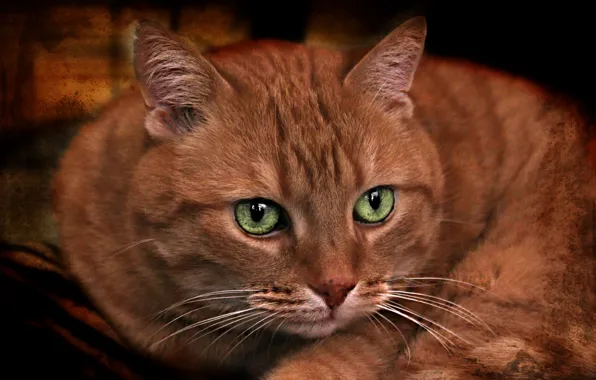 Picture cat, look, texture, muzzle, green eyes, red cat, kotofey