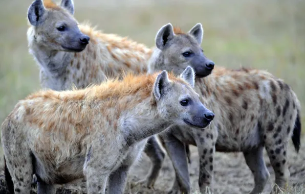 Picture nature, predators, hyenas