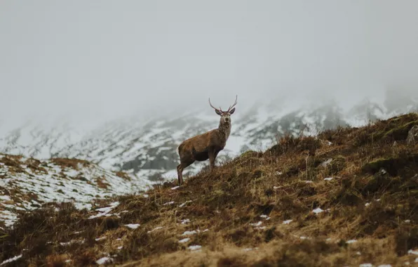 Picture grass, horns, winter, snow, fog, hill, deer, mist, red deer