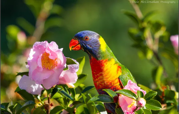 Picture flowers, bird, parrot