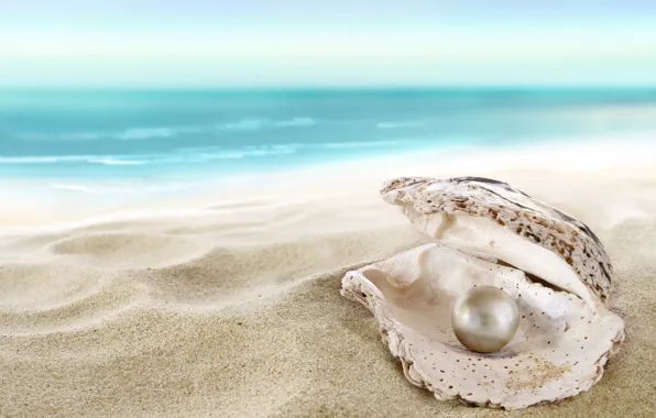 Picture sand, sea, beach, shell, beach, sea, sand, shore, seashell, pearl, perl
