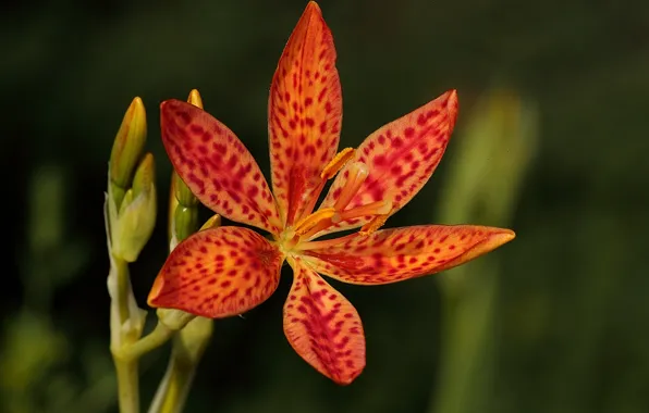 Picture flower, one, red-orange