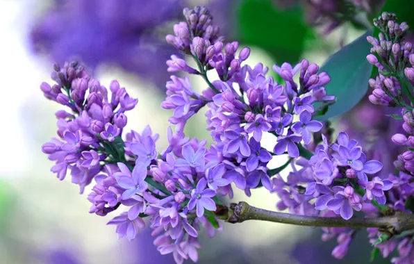 Picture spring, petals, lilac, inflorescence