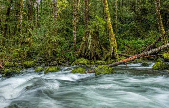 Picture forest, trees, river, stones, for, moss, hdr, Canada, Vancouver, St. Andrew Creek