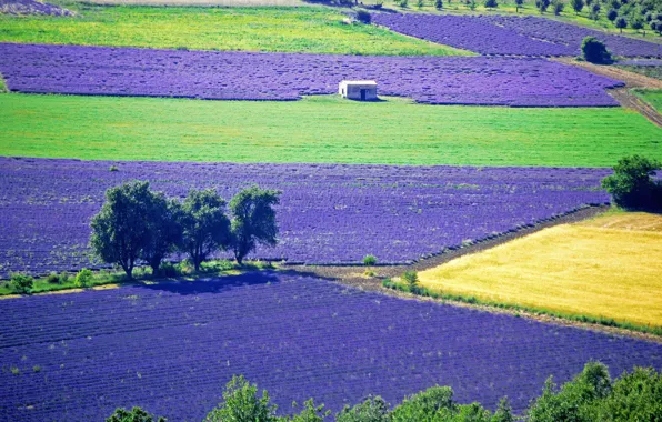 Picture field, trees, flowers, lavender, plantation