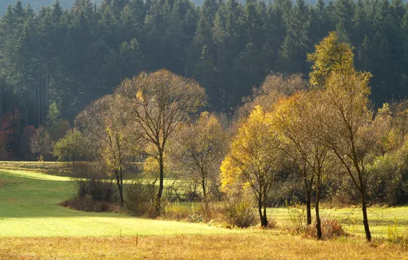 Picture field, forest, trees, glade, Autumn, needles