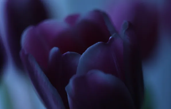 Picture dark, light, flowers, beauty, tulips
