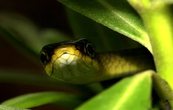 Picture BACKGROUND, LEAVES, MACRO, EYES, SNAKE