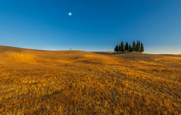 Picture field, trees, line, the moon, horizon, farm, blue sky