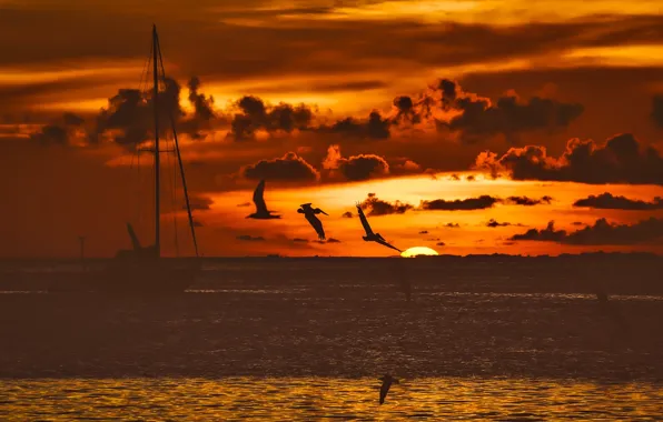 Picture sea, the sky, the sun, clouds, sunset, birds, horizon, silhouettes, the ship, fishing