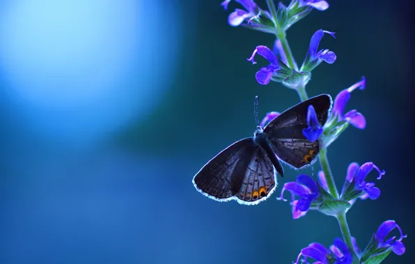 Picture flower, blue, background, butterfly