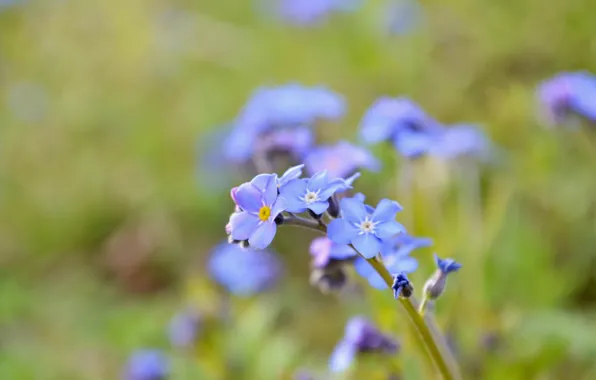 Picture sprig, petals, forget-me-not, wildflowers