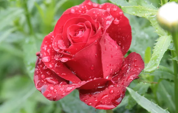 Picture flower, drops, flowers, nature, Rosa, rose, morning, red