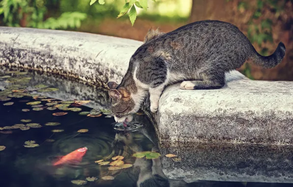 Picture cat, cat, thirst, the situation, fish