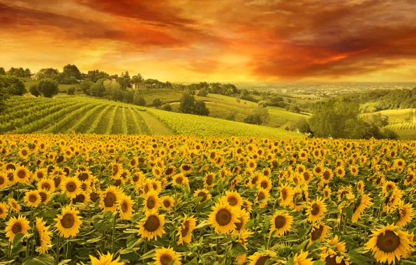 Picture The sky, Nature, Field, Sunflowers, Landscape