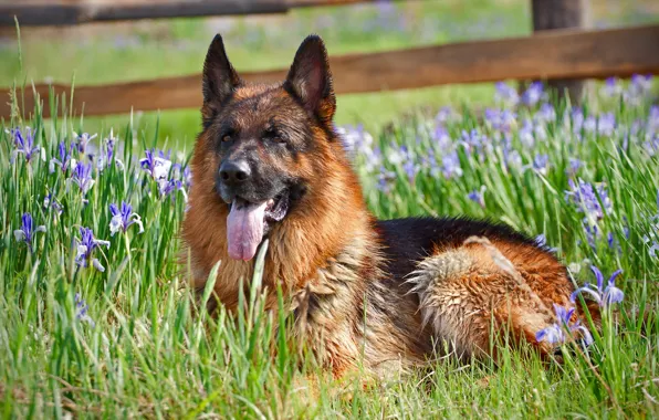 Picture flowers, dog, German shepherd
