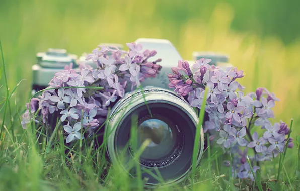 Picture grass, flowers, photo, the camera, lilac, Zenit, the camera