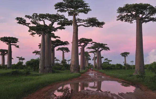 Picture road, puddle, baobabs