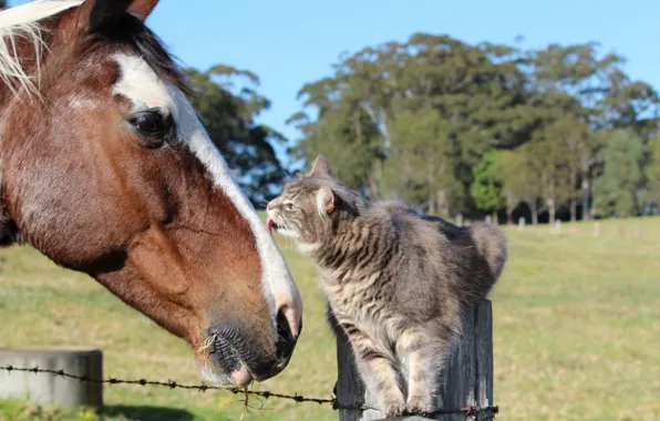Picture cat, cat, horse, horse, friendship, friends