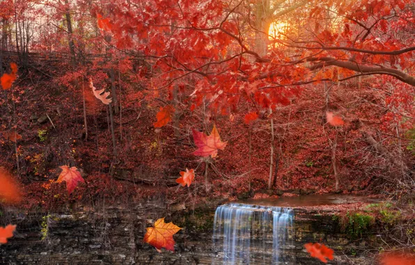 Picture autumn, forest, leaves, waterfall, falling leaves