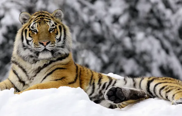 Picture winter, tiger, Mashka in Winter