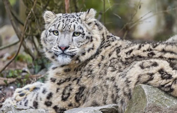 Picture cat, look, stones, IRBIS, snow leopard, ©Tambako The Jaguar