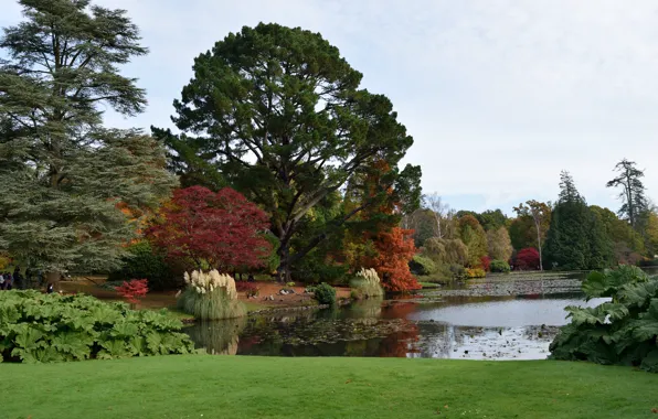 Picture autumn, lake, England, colors, autumn, lake, England, Sheffield park, Park Sheffield