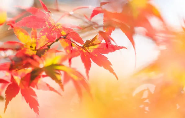 Picture autumn, leaves, focus, branch