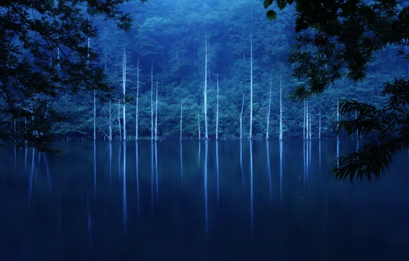 Picture forest, trees, night, fog, lake, slope