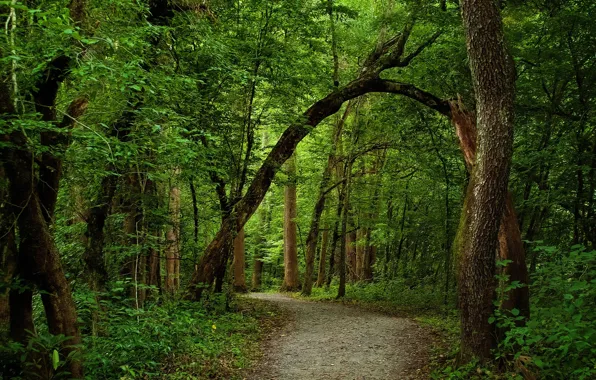 Picture greens, forest, summer, path