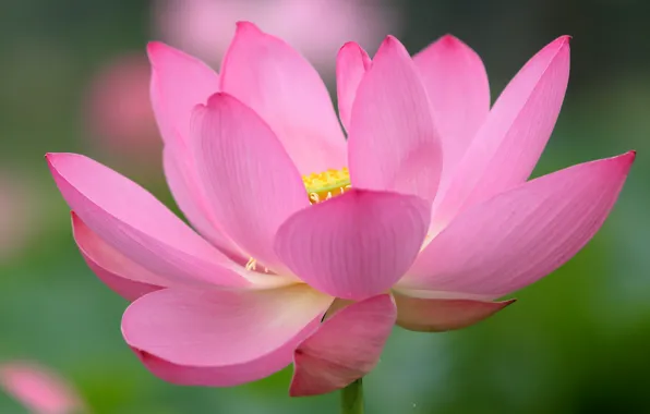 Picture flower, paint, petals, Lotus