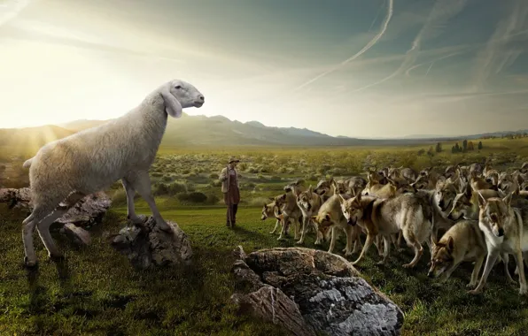 Picture field, the sky, nature, stones, humor, pack, shepherd, sheep, Wolves