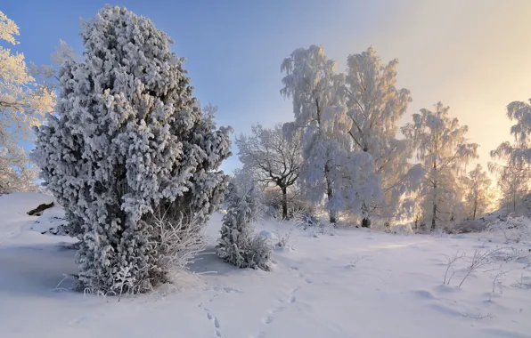 Picture winter, snow, trees, Sweden, Sweden, Sodermanland, Vagnhärad