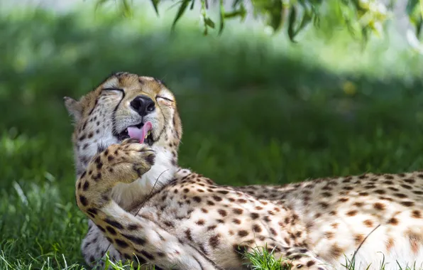 Picture cat, grass, Cheetah, washing, ©Tambako The Jaguar