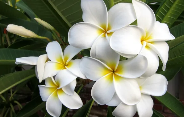 Picture Plumeria, white flowers, exotic flowers, Frangipani