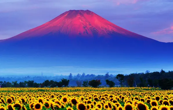 Picture field, the sky, sunset, sunflower, Japan, mount Fuji