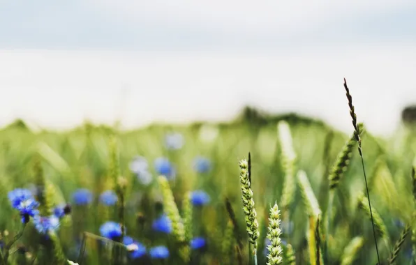 Picture wheat, field, macro, flowers, blue, background, widescreen, Wallpaper, field, rye, blur, spikelets, wallpaper, ears, flowers, …