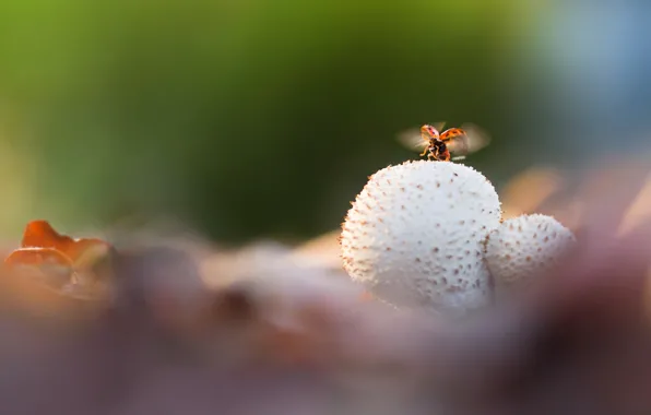 Picture leaves, mushrooms, ladybug, wings, the rise