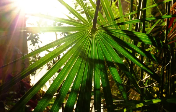 Picture the sun, Palma, heat, the sun's rays, palm leaves