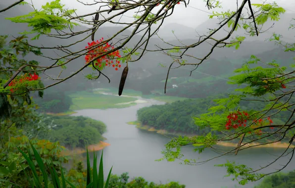 Picture flowers, mountains, fog, river, tree, island, branch, Puerto Rico