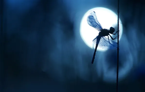 Picture macro, light, night, the dark background, the moon, wings, dragonfly, silhouette, insect, moonlight, the full …