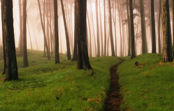Picture forest, fog, path