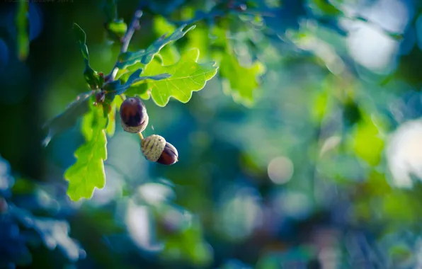 Picture leaves, branches, glare, background, tree, fruit, acorns, oak