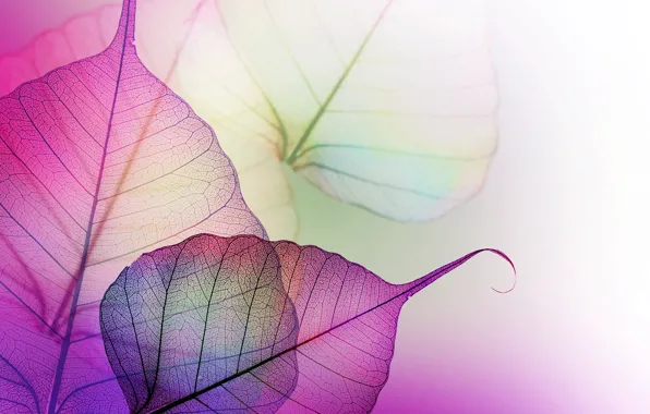 Picture leaves, transparent, purple, veins, lilac
